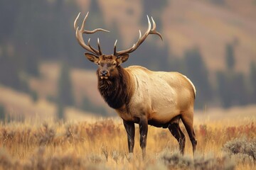 Obraz premium Usa, Wyoming, Yellowstone National Park. Bull Elk near Mammoth.