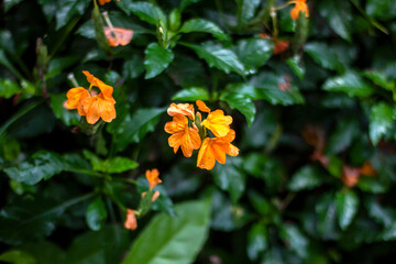 Some yellow flowers, tree leaves, and a greenery background blur
