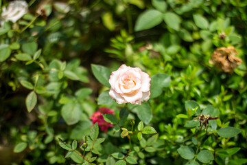 White flowers, tree leaves, and a greenery background blur