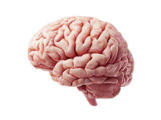 Detailed pink human brain with cerebellum and brainstem against black image, Isolated, Png Transparent Background