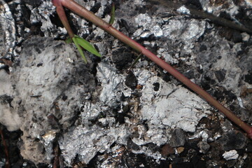 Burnt Wood in Ash Wooden stick lying on ashes from a burnt area.