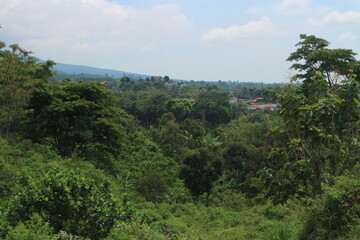 Forest and Distant City View Green forest area with a distant view of the city and mountains.