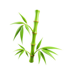 Fototapeta premium Bamboo Stem With Leaves