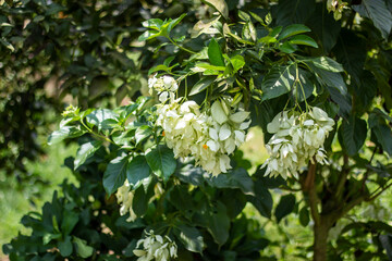 Some White flowers, tree leaves, and a greenery background blur