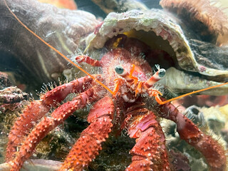 Red Hermit crab (Dardanus calidus) with parasitic anemones (Calliactis parasitica) on its shell. Alghero, Sardinia, Italy. Mediterranean sea