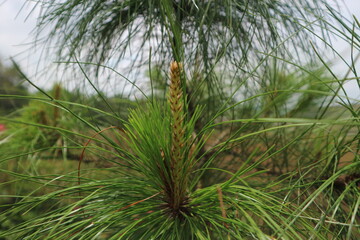 Pine Tree Bud and Needle Leaves Closeup of pine tree bud surrounded by green needle-like leaves.