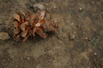 Closeup Pine Cone on Ground Macro shot of a pine cone lying on brown soil surface.