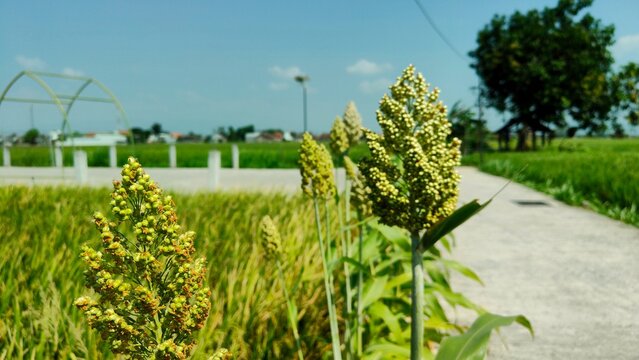 Organic sorghum farming in Indonesia. Agricultural concept