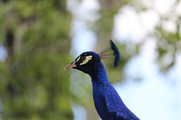 portrait of a peacock