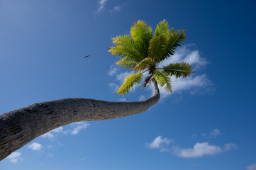 A palm tree and a bird