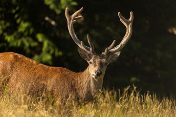 European red deer with velvet antlers