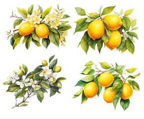 Set of compositions with fruits and flowers of lemon in a twig, watercolor illustration