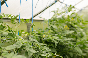 Vibrant green tomato plants thriving in a greenhouse setting.  Perfect for agriculture, gardening, and healthy food themes.