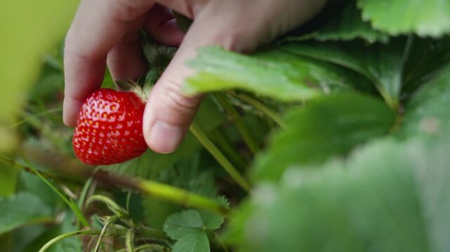 Hand Picking Fresh Strawberry from Plant in Slow Motion, Close-Up