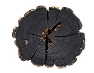 Black Dead Tree Stump with Broken Limbs and Exposed Roots, Top-Down View, Isolated