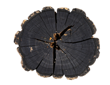 Black Dead Tree Stump with Broken Limbs and Exposed Roots, Top-Down View, Isolated