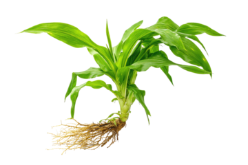 Close-up of a young corn plant with visible roots. Vibrant green leaves extend outward from a central stem.  A network of tan roots spreads beneath
