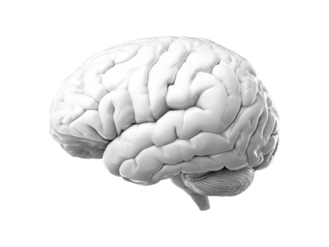 White human brain anatomy detailed structure cerebrum cerebellum, Isolated, Png Transparent Background