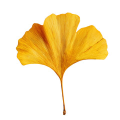 Naklejka premium A single vibrant yellow ginkgo leaf showcasing intricate vein patterns on a clean white background