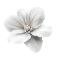 Obraz premium Serene white flower delicate petals soft beauty nature blossom