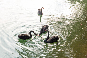 black swans on a pond