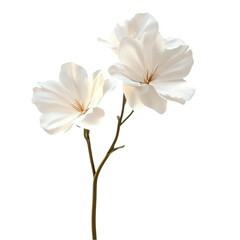 Obraz premium Elegant white flowers serene beauty nature's grace delicate petals soft light