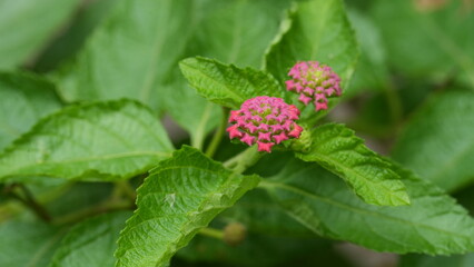 Close-up of lantana flowers in full bloom, with clusters of vibrant red, orange, and yellow petals surrounded by lush green leaves.