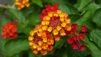 Close-up of lantana flowers in full bloom, with clusters of vibrant red, orange, and yellow petals surrounded by lush green leaves.