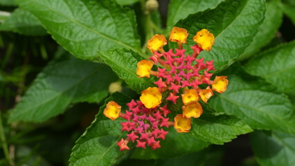 Close-up of lantana flowers in full bloom, with clusters of vibrant red, orange, and yellow petals surrounded by lush green leaves.