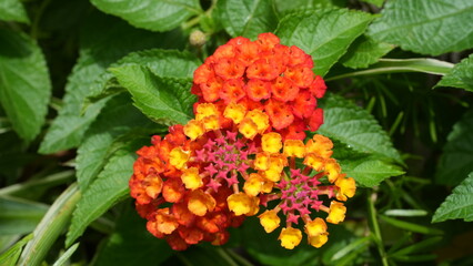 Close-up of lantana flowers in full bloom, with clusters of vibrant red, orange, and yellow petals surrounded by lush green leaves.