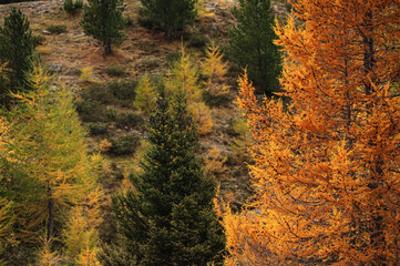 autumnal landscape inside Forni’s Glacier Valley, Santa Caterina Valfurva, Bormio, Sondrio