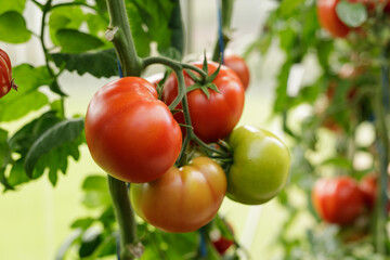 Juicy red tomatoes ripening on the vine in a greenhouse.  Fresh, organic produce.