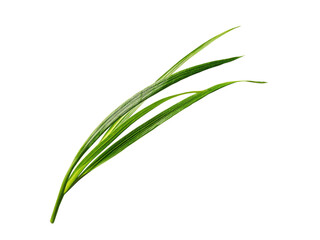 Obraz premium Vivid green blades of grass on black background plant nature, Isolated, Png Transparent Background