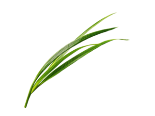 Vivid green blades of grass on black background plant nature, Isolated, Png Transparent Background