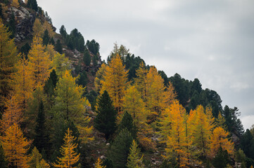 autumnal landscape inside Forni’s Glacier Valley, Santa Caterina Valfurva, Bormio, Sondrio