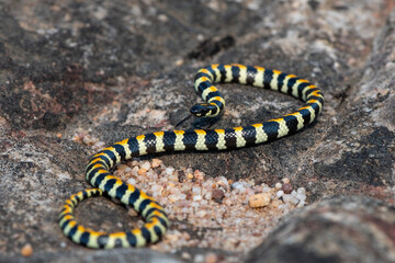 Close-up of a beautiful Spotted Harlequin Snake (Homoroselaps lacteus) on a rock in the fynbos, in the Western Cape, South Africa