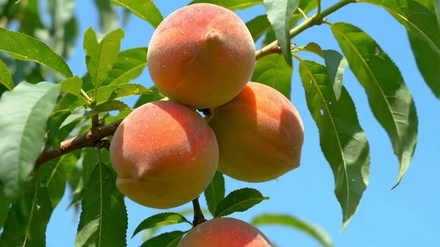 Peaches cluster on a tree ripe and orange against green leaves and blue sky