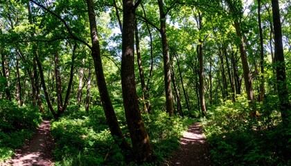 Obraz premium A serene forest scene with lush greenery and a fork in the path, inviting exploration and connection with nature.
