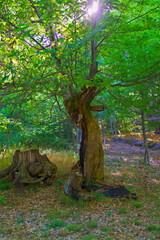 Fototapeta premium Sunlight Filtering through Leaves of Chestnut Tree in Ancares Valley