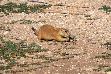 Prairie Dog in Lubbock