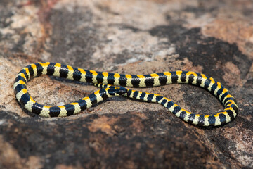 Close-up of a beautiful Spotted Harlequin Snake (Homoroselaps lacteus) on a rock in the fynbos, in the Western Cape, South Africa