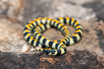 Close-up of a beautiful Spotted Harlequin Snake (Homoroselaps lacteus) on a rock in the fynbos, in the Western Cape, South Africa