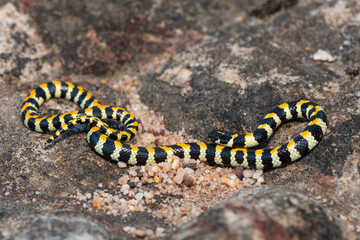 Close-up of a beautiful Spotted Harlequin Snake (Homoroselaps lacteus) on a rock in the fynbos, in the Western Cape, South Africa