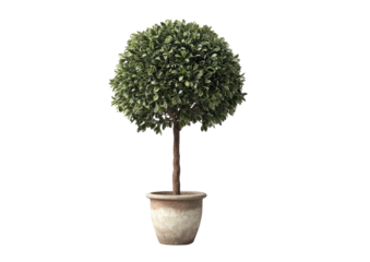 Round topiary tree in a terracotta pot