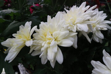 Large White Chrysanthemum Flower in Bloom A large white chrysanthemum flower in full bloom, showcasing elegant petals and natural beauty.