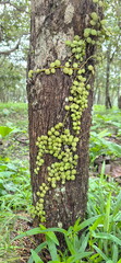 Dischidia nummularia clings to large trees in the forest. Dragon Jade Plant or Button Orchid is...