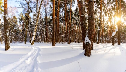 A serene winter forest scene with snow-covered ground, tall trees, and sunlight filtering through the branches, creating a tranquil atmosphere.