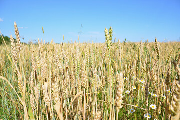 a close up of Golden ears of Wheat Under a Clear Blue Sky
