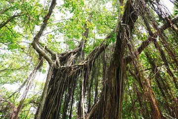 Fototapeta premium Banyan Tree at Anping Tree House in Tainan, Taiwan - 台湾 台南 安平樹屋