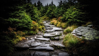Wet mountain trail winding through a dark forest